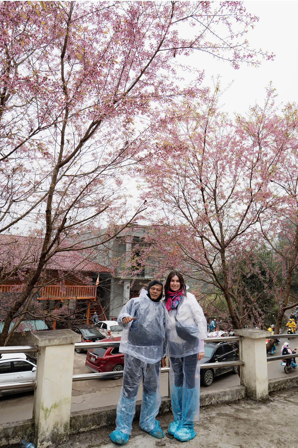 A breathtaking view of Ha Giang cherry blossoms blooming along the karst plateau in spring 2026.