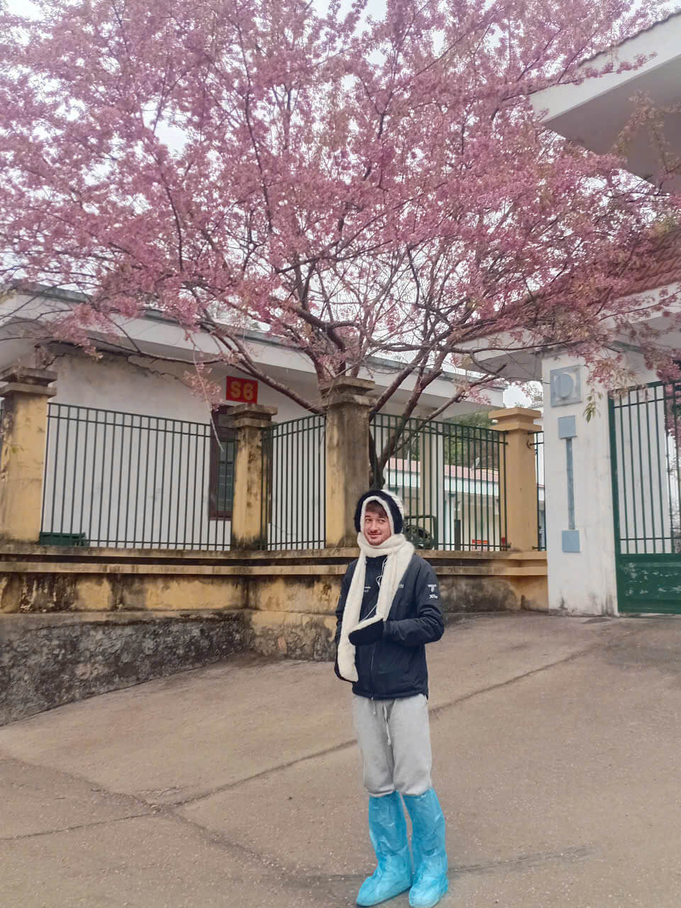 A traveler dressed in warm winter gear and blue rain boots standing under a large blooming pink cherry blossom tree in January, a key highlight of the Ha Giang Loop winter season.