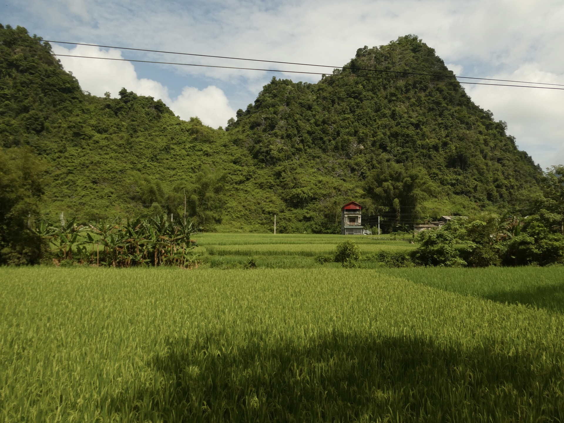 Lush green rice fields stretch out beneath majestic limestone mountains, with a small red-roofed house nestled amidst the peaceful landscape of Cao Bang.