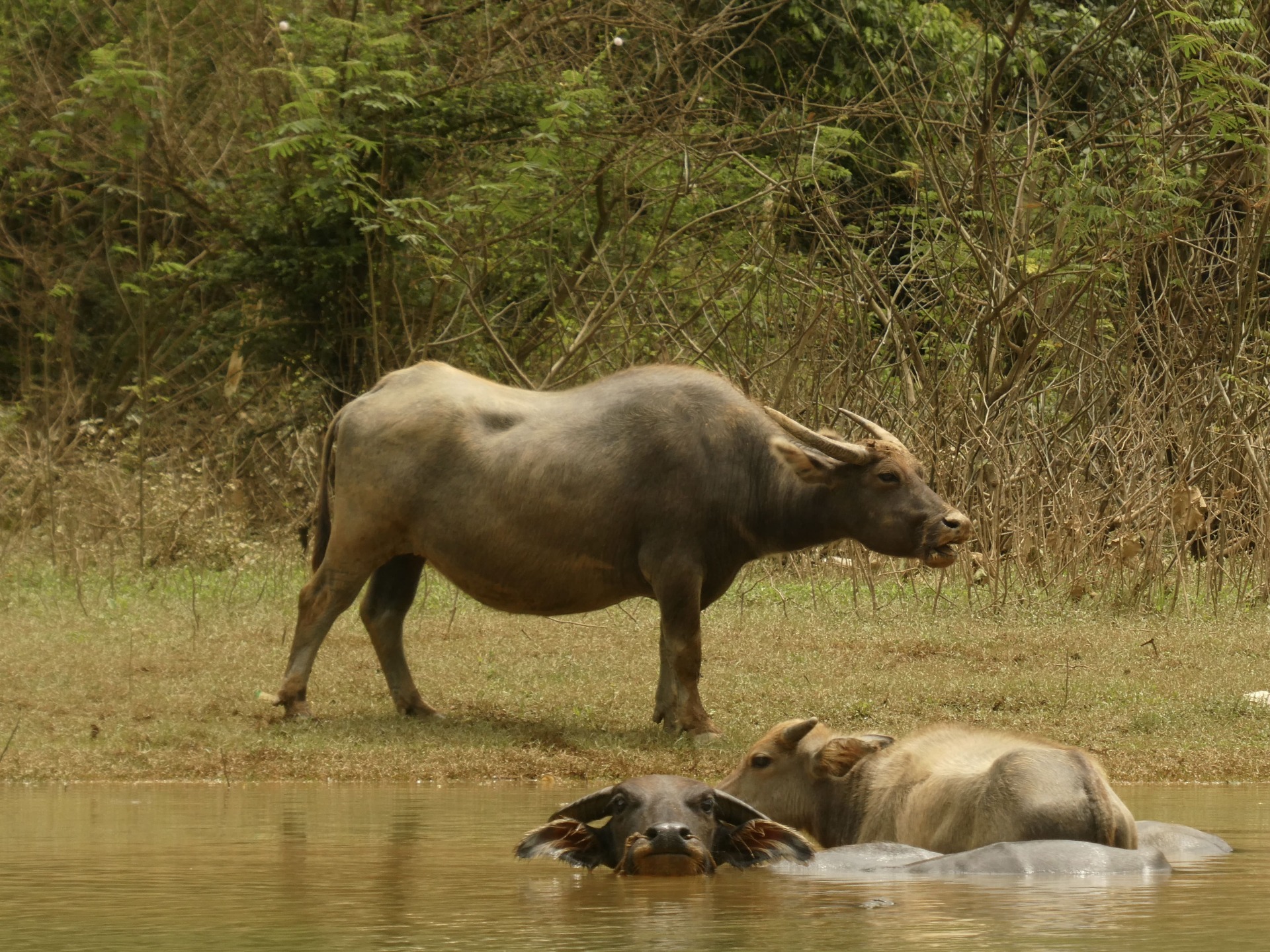 Two water buffaloes are relaxing, one standing on the grassy bank and the other wallowing in the cool water, amidst the wooded landscape of Cao Bang.