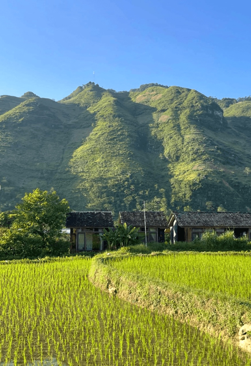 Traditional wooden homestay bungalows nestled at the foot of a towering green mountain, overlooking vibrant green rice paddies bathed in morning sunlight. The rice used to distill traditional happy water often comes directly from the lush, terraced paddies surrounding the very homestays you sleep in.